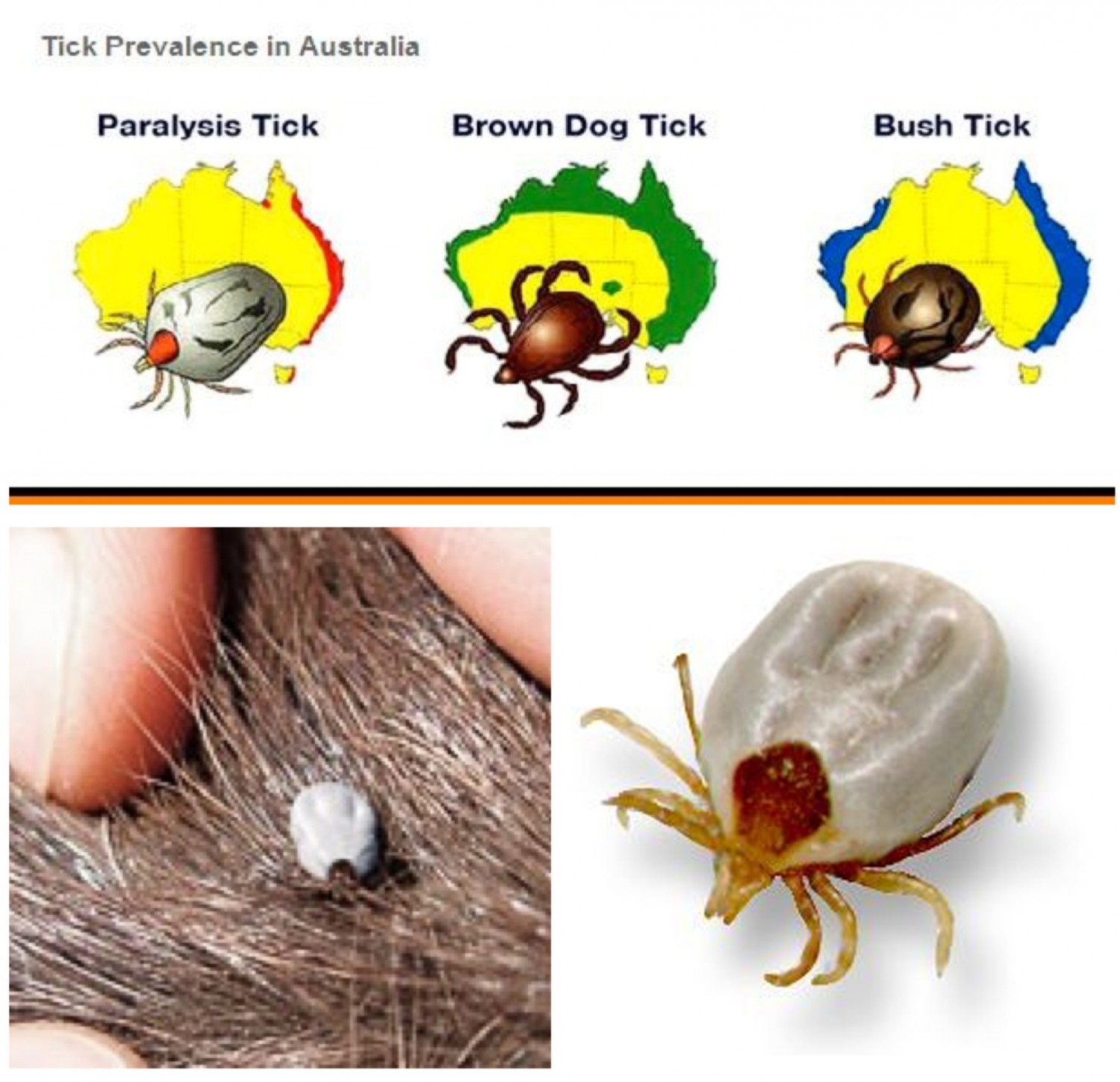 TICKS