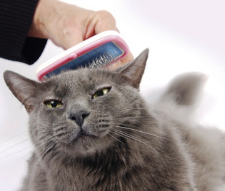 cat brush