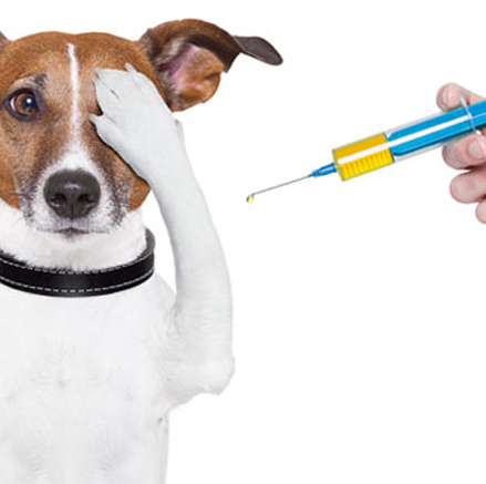 dog with syringe