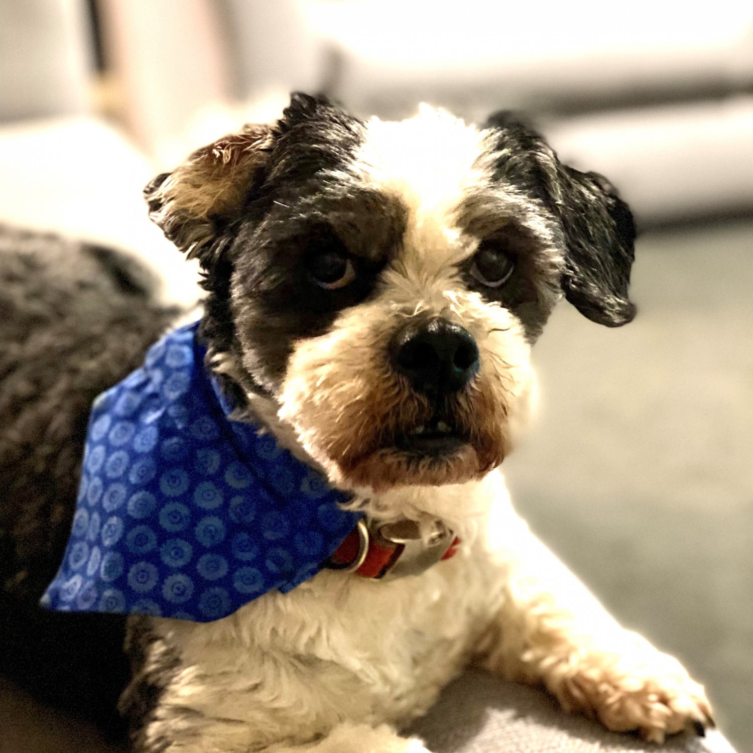 Alvin the dog