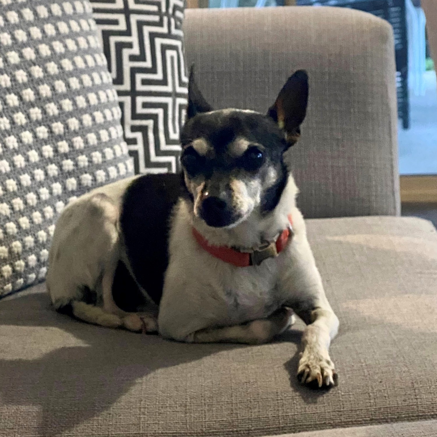 Micky the dog