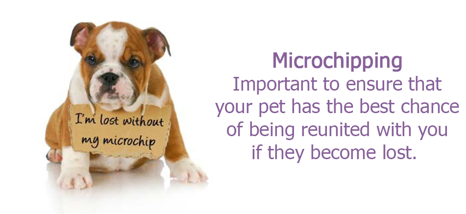 Orange vet, vet Orange, Vet Orange NSW Microchipping