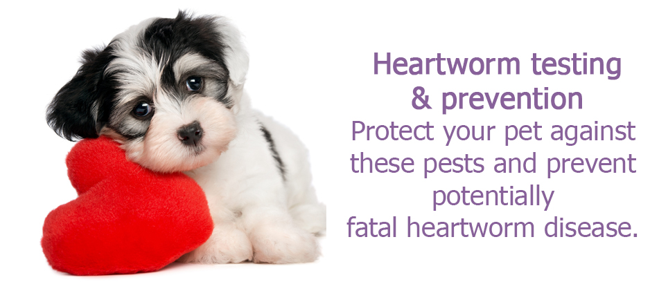 Orange vet, vet Orange, Vet Orange NSW heartworm testing