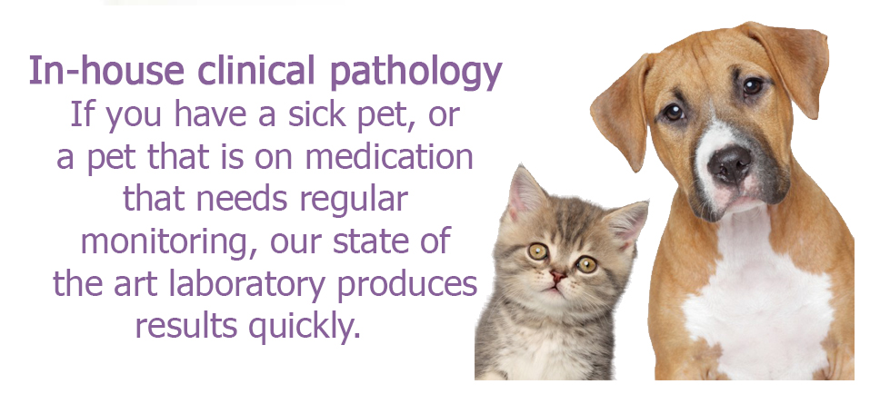 Orange vet, vet Orange, Vet Orange NSW clinical pathology