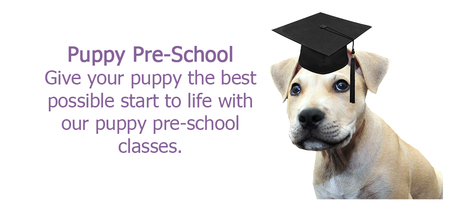 Orange vet, vet Orange, Vet Orange NSW puppy preschool