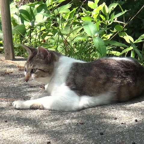 cat in shade