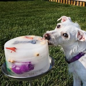 dog ice block