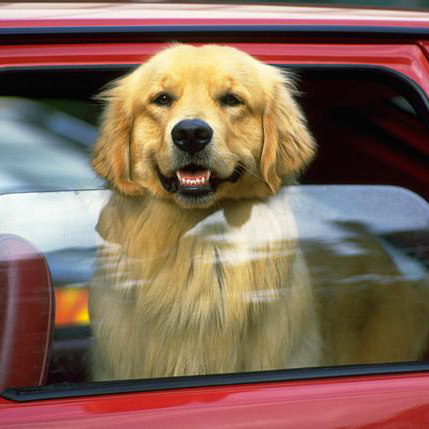 dog in car