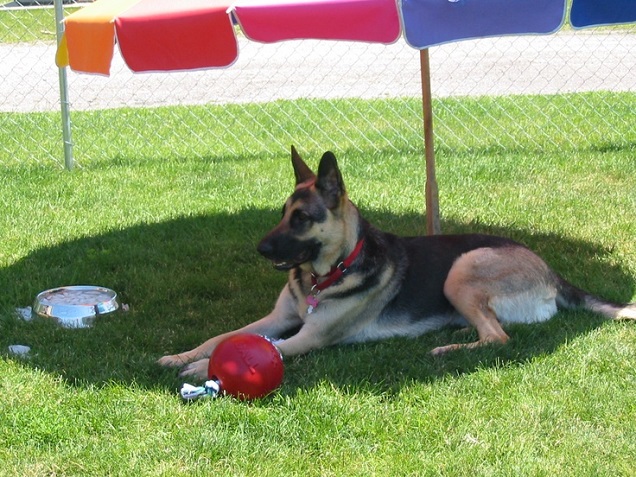 Dog in shade