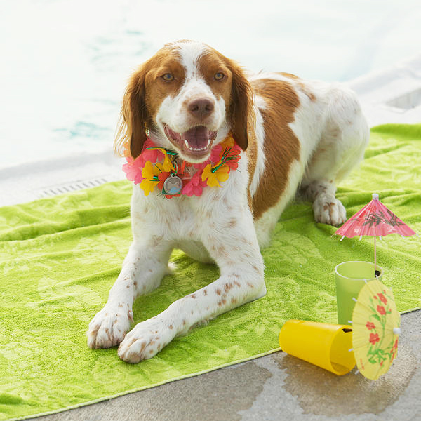 dog cool mat