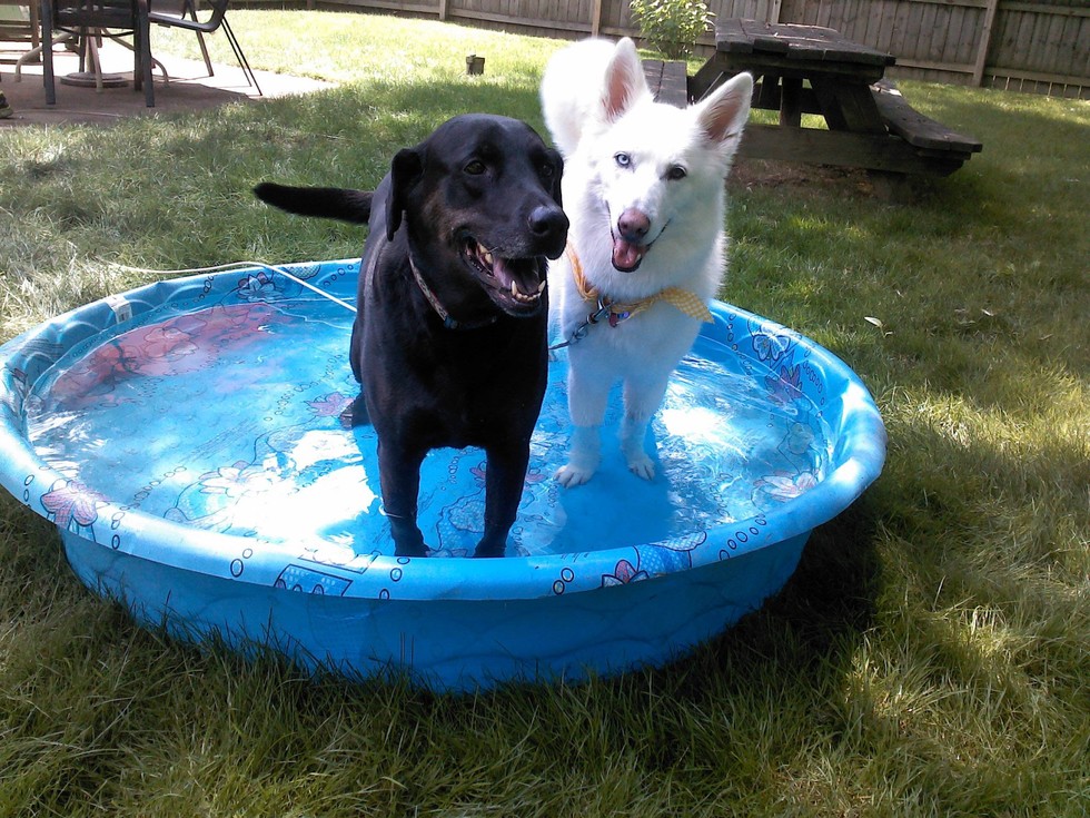 dog pool