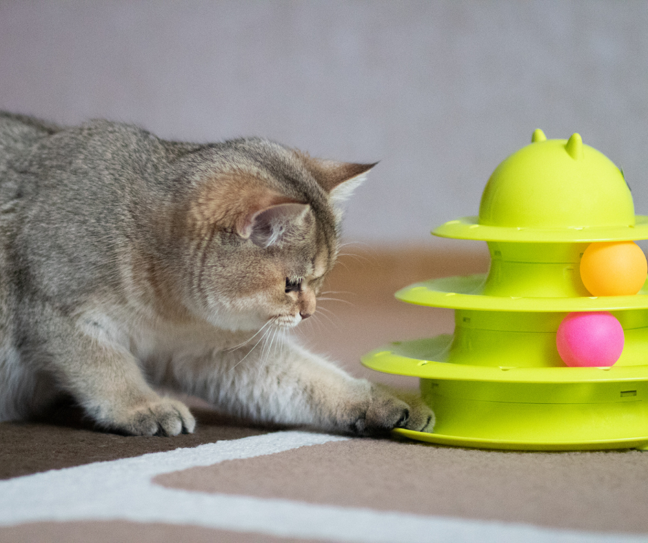 Cat playing with toy Cat playing with toy