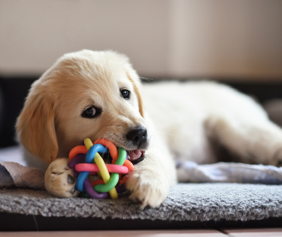 Dog playing with ball Dog playing with ball