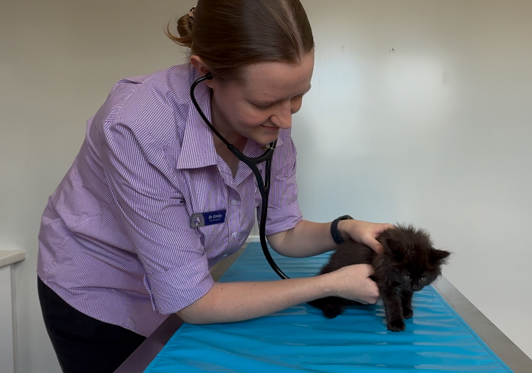 Dr. Emily Shepherdson Dr. Emily Shepherdson
